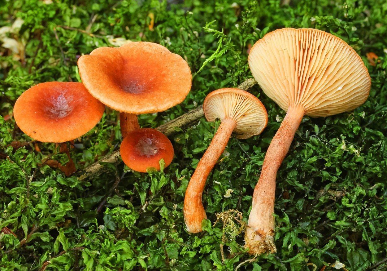 Коллибия Каштановая Collybia butyracea