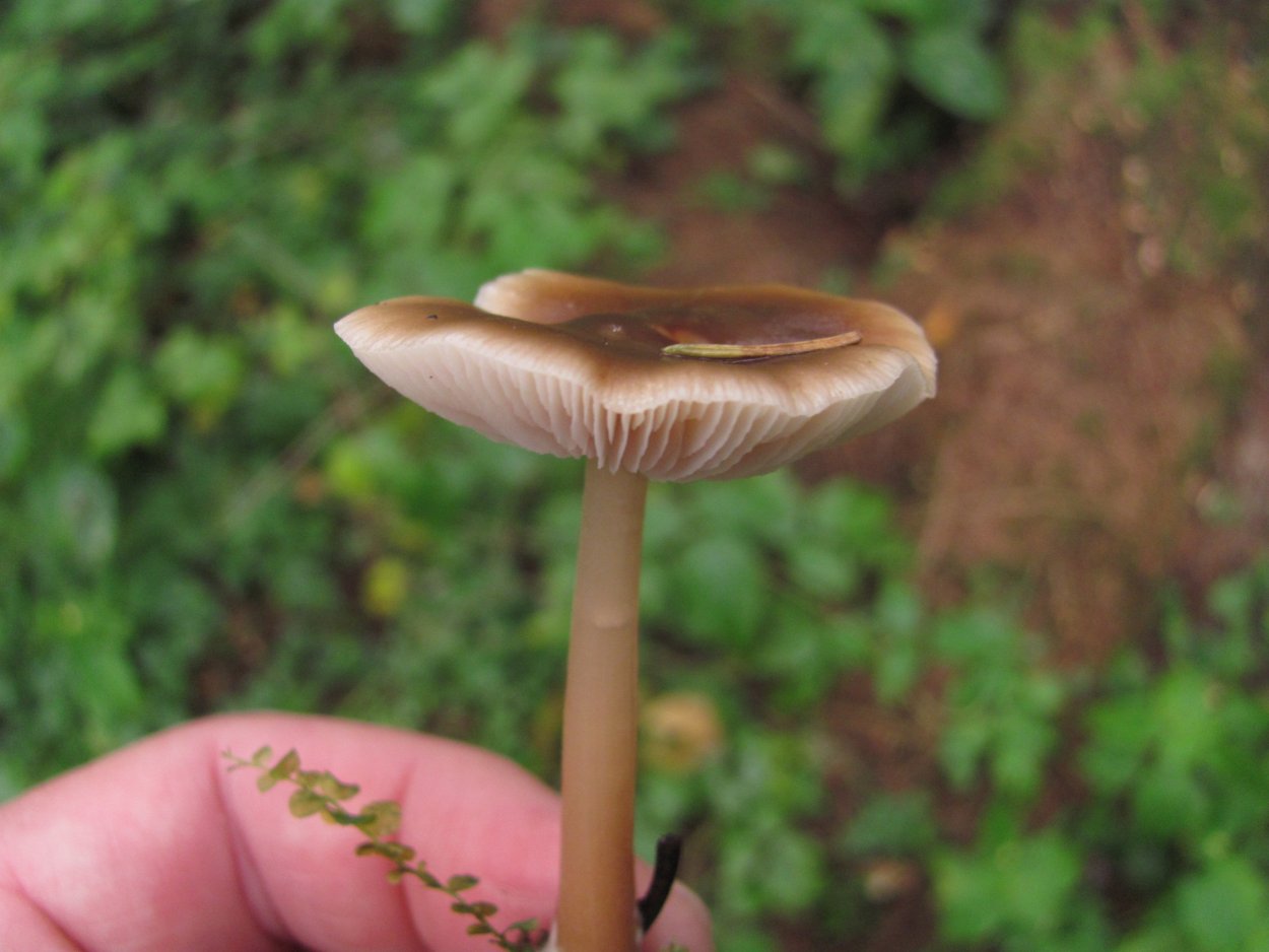 Съедобные грибы на тонкой ножке
