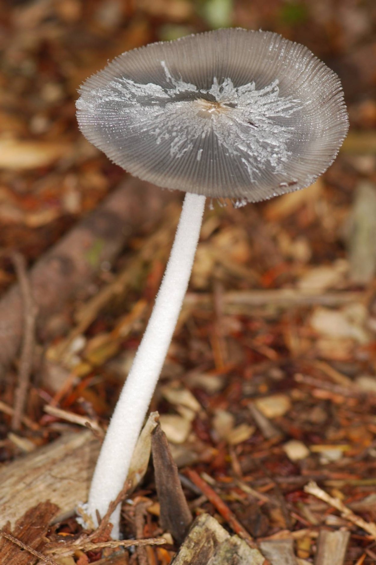 Laccaria proxima гриб