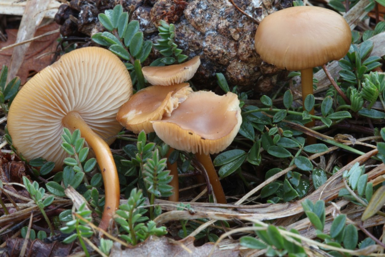 Рядовка вонючая (Tricholoma inamoenum)
