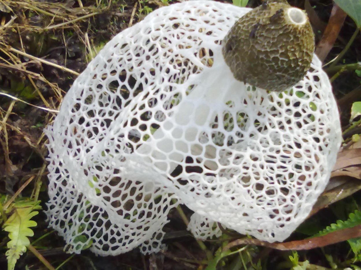 Phallus indusiatus гриб