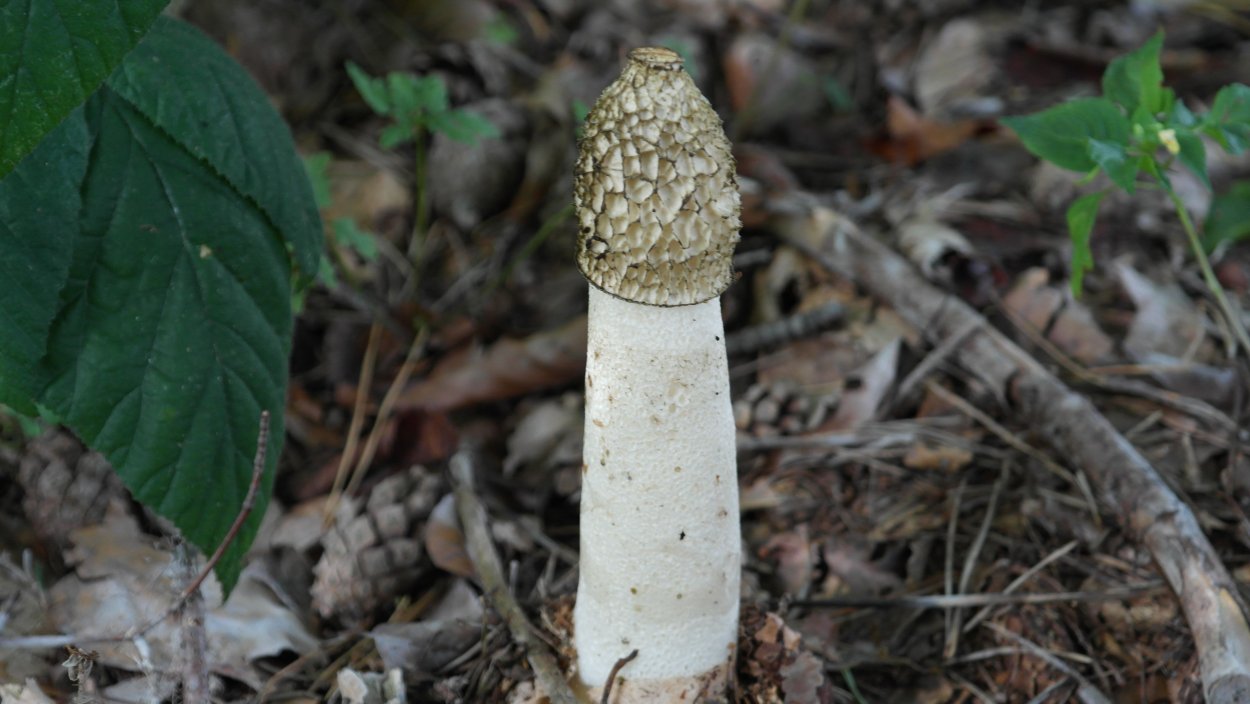 Звездовик сводчатый Geastrum fornicatum