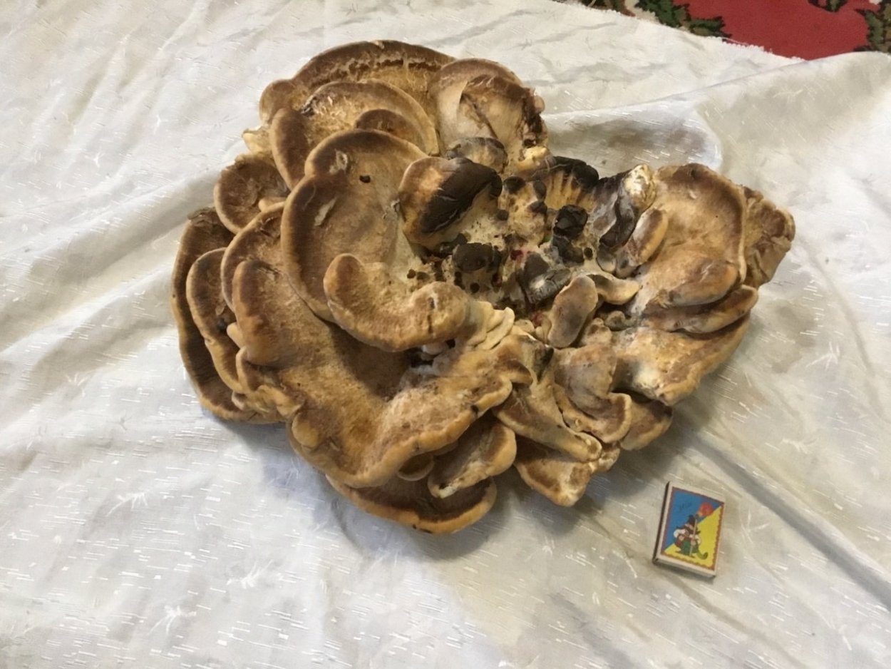 Мерипилус гигантский заготовка