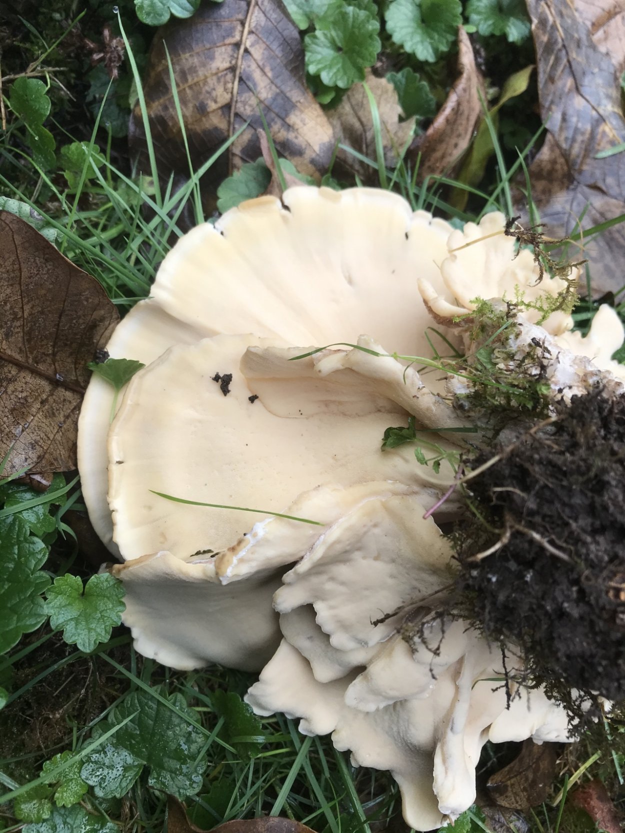 Мерипилус (Meripilus giganteus)