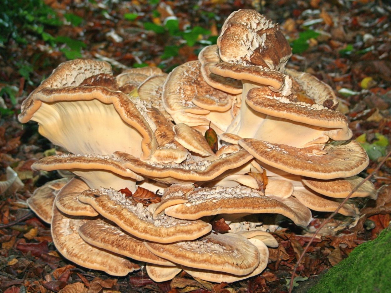 Гриб Meripilus giganteus