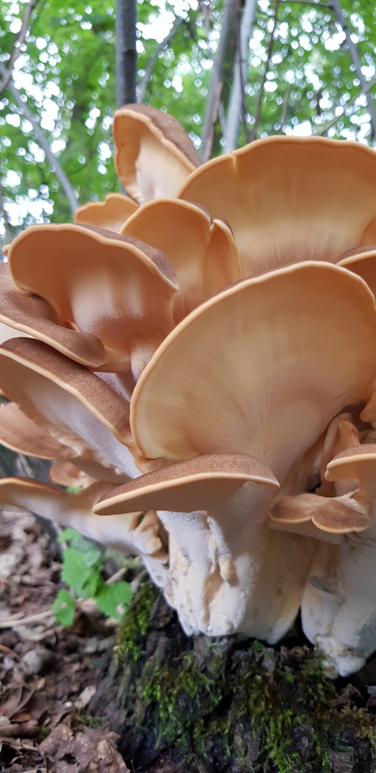 Meripilus villosulus