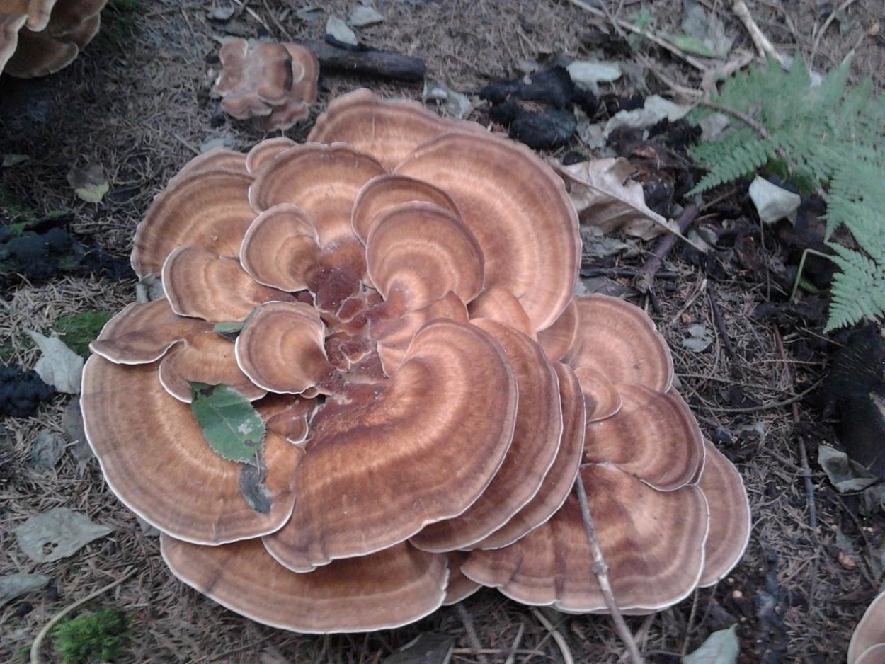 Мерипилус (Meripilus giganteus)