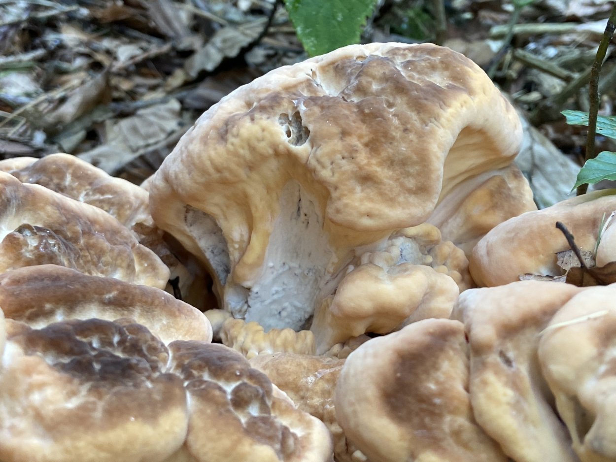 Meripilus giganteus