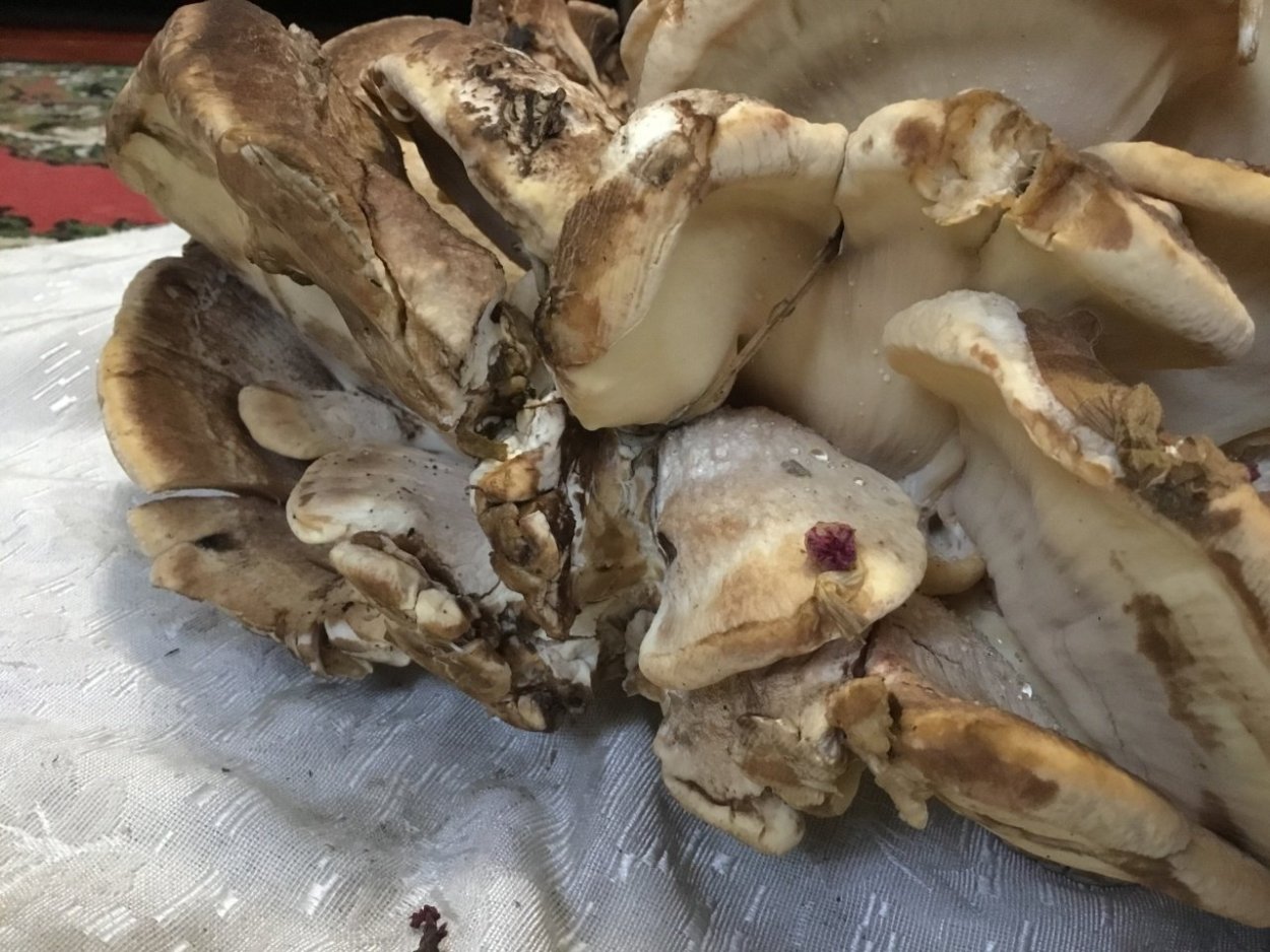 Гриб Meripilus giganteus