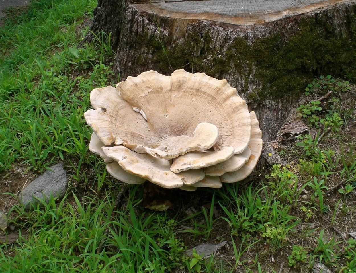 Heterobasidion abietinum