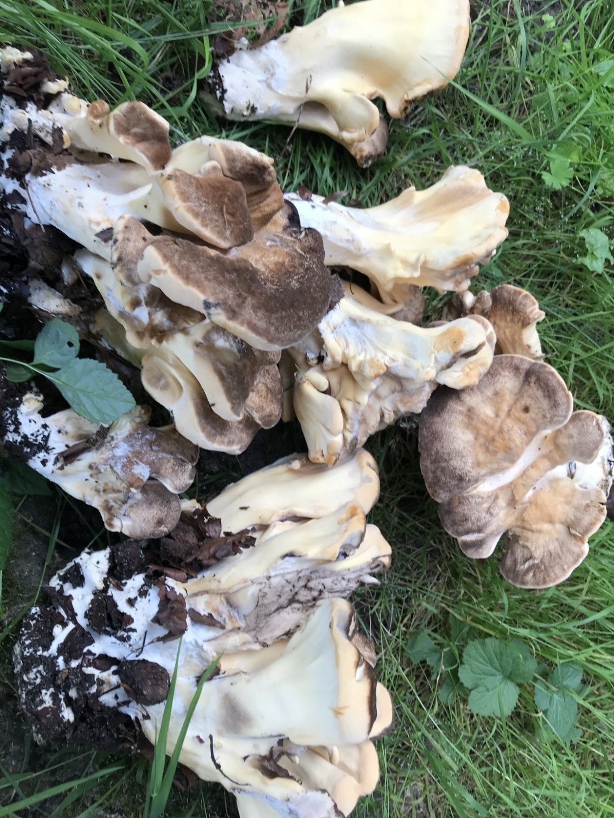 Мерипилус гигантский Meripilus giganteus