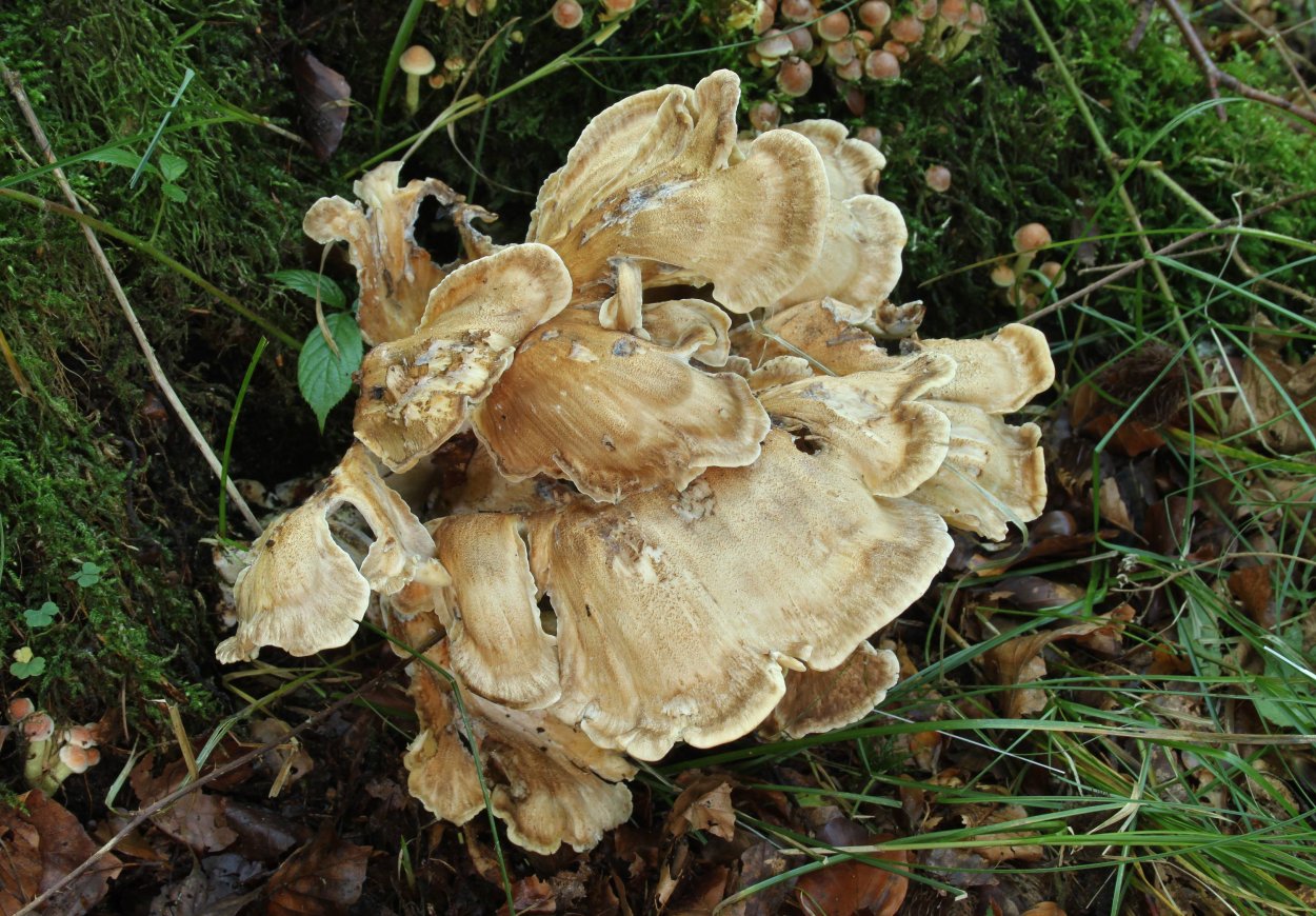 Мерипилус (Meripilus giganteus)