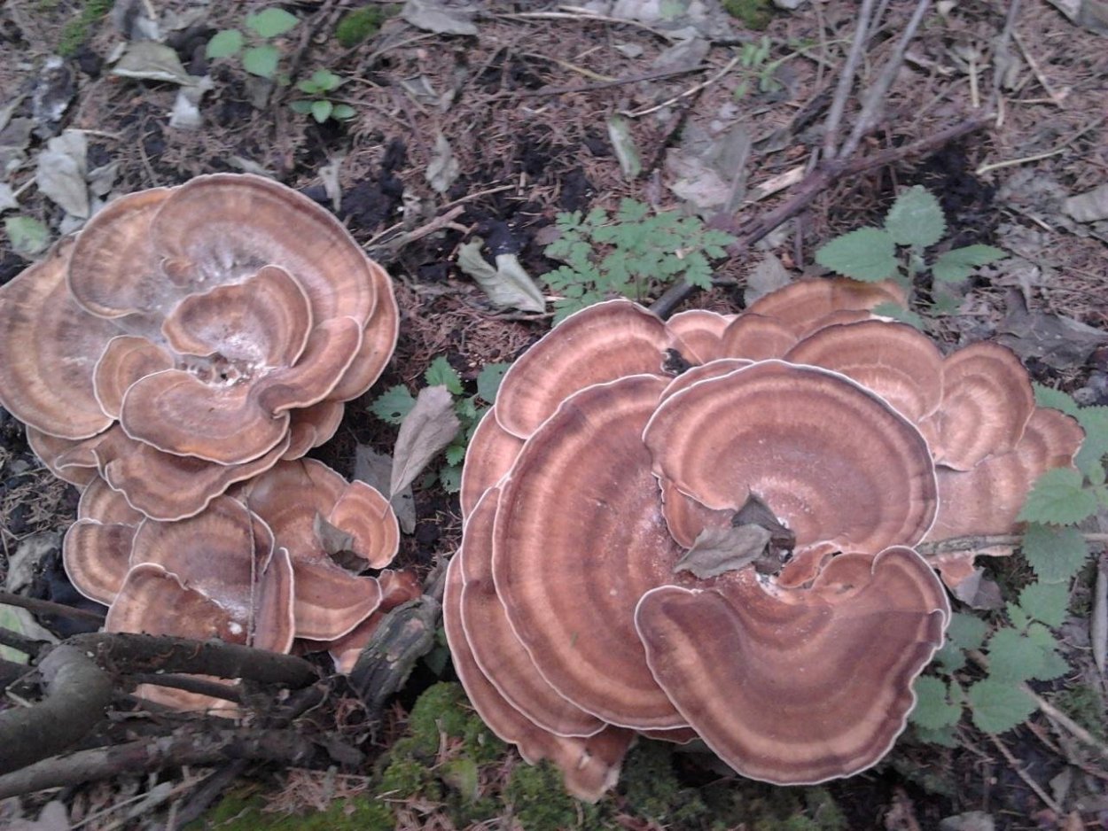 Мерипилус (Meripilus giganteus)