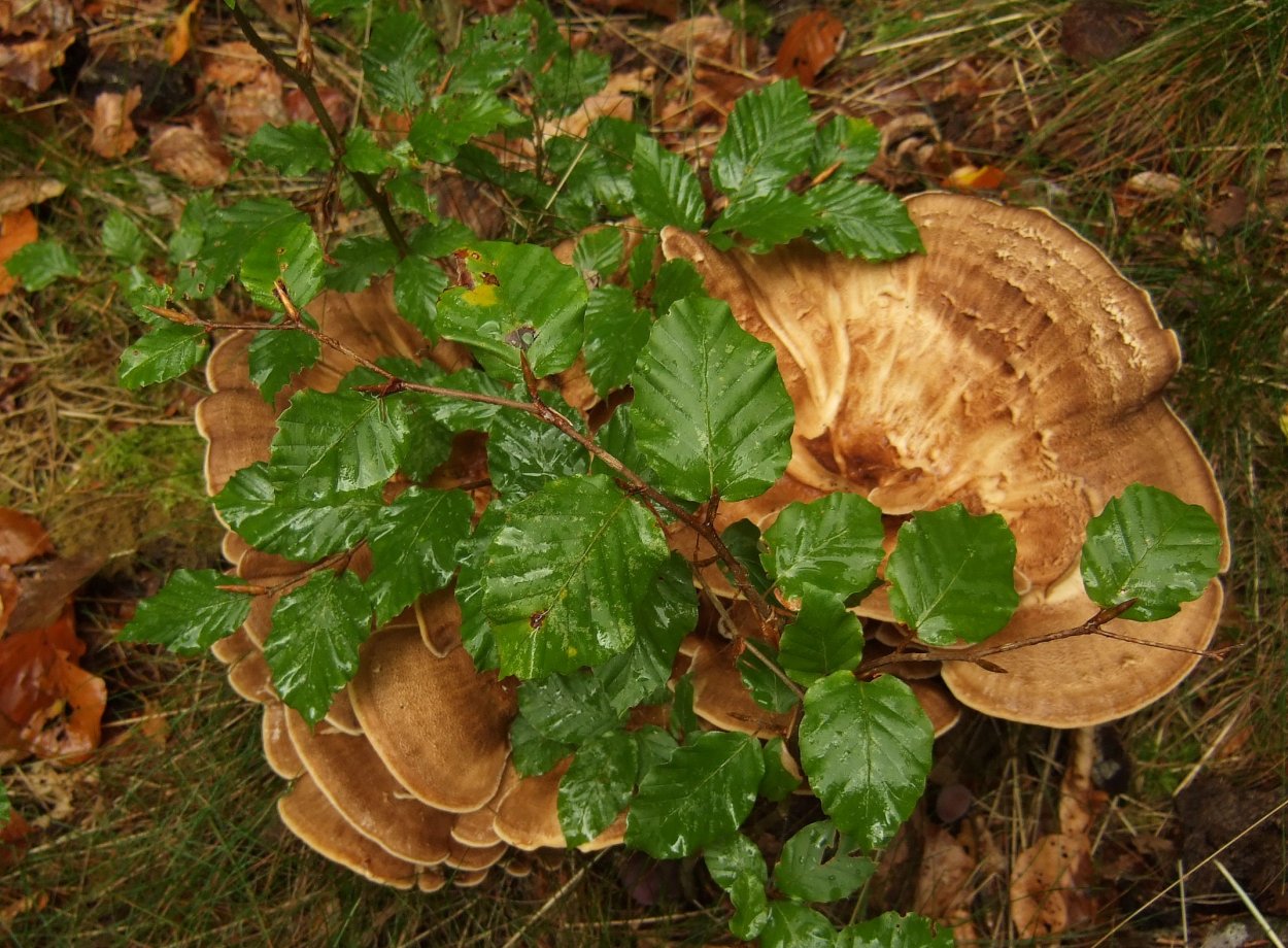 Гриб Meripilus giganteus