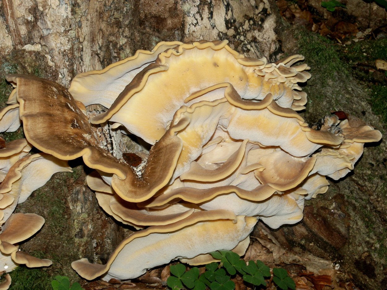 Гриб Meripilus giganteus