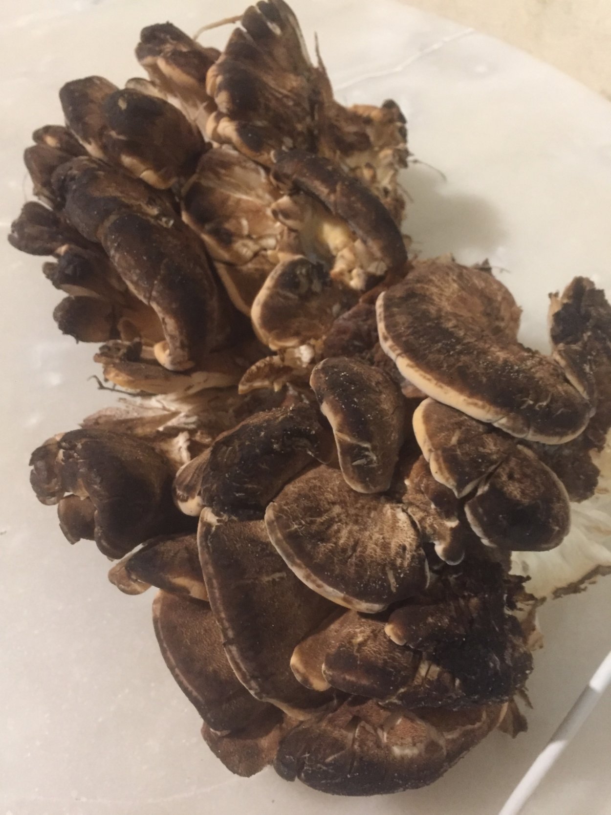 Гриб Meripilus giganteus