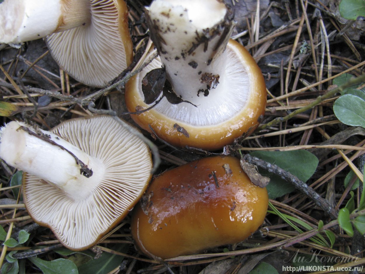 Паутинник съедобный (Cortinarius esculentus)