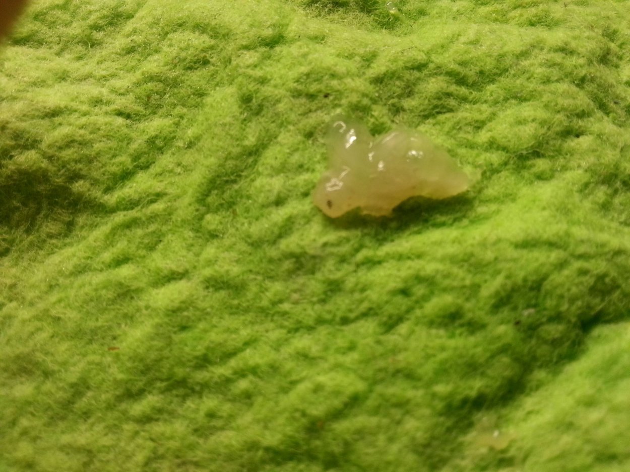 Oudemansiella mucida