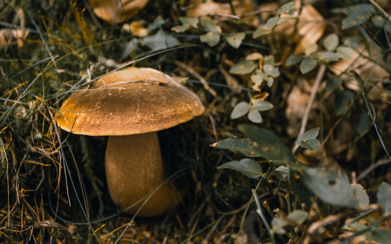 Грибы козлы