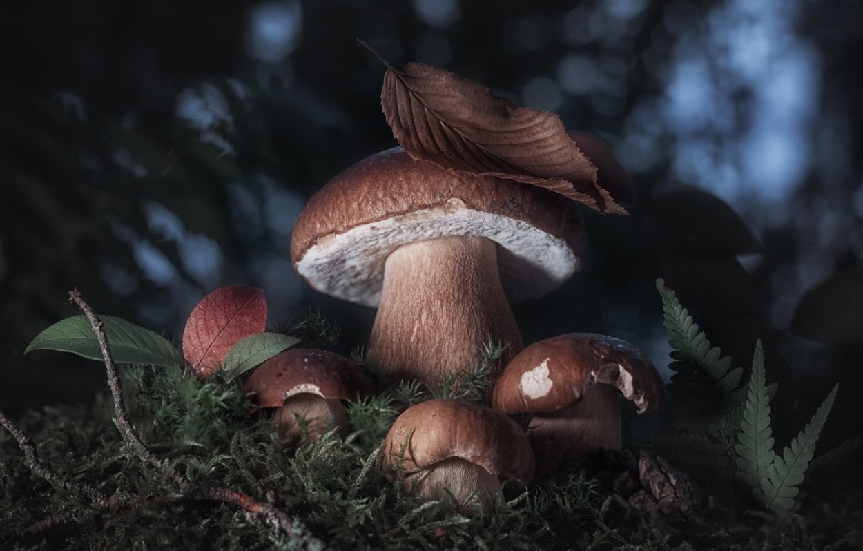 Тит грибник Листопадник