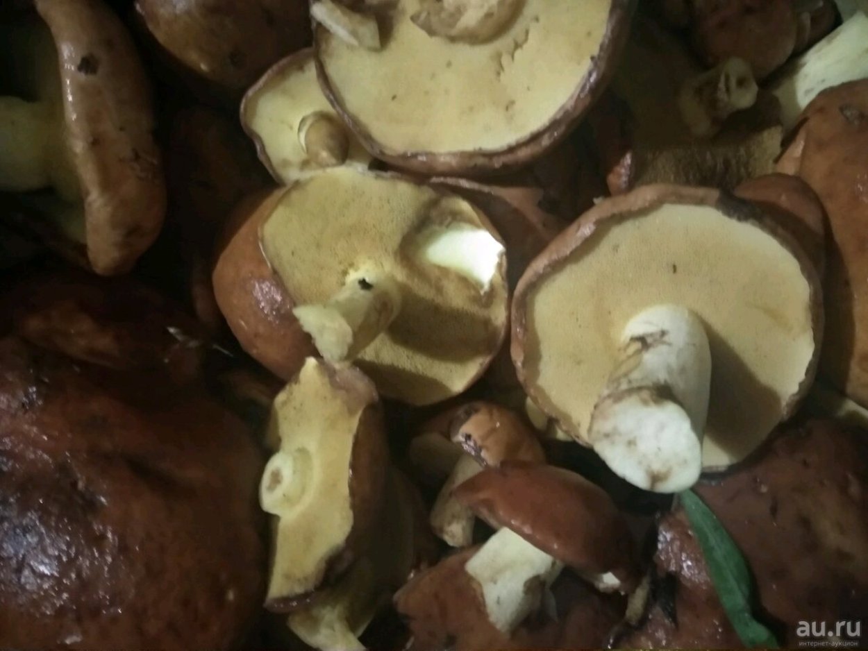 Моховик Болетовые