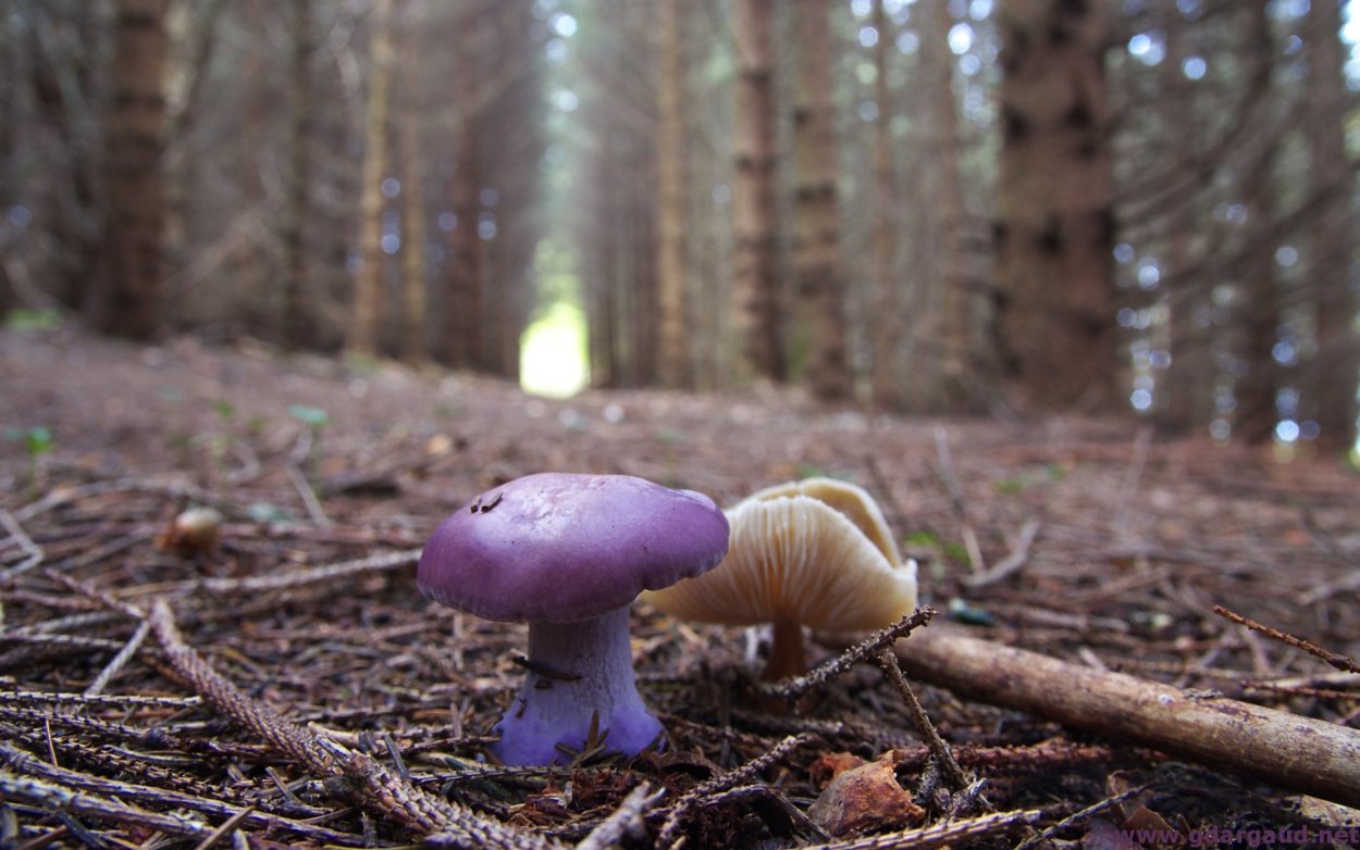 Грибы на рабочий стол