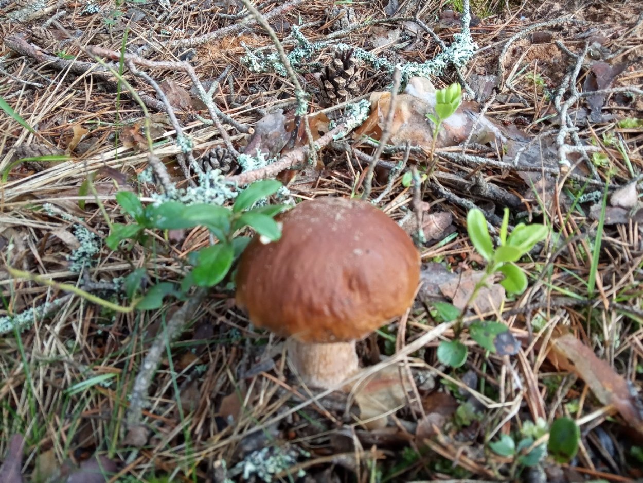 Маслята, моховики, лисички