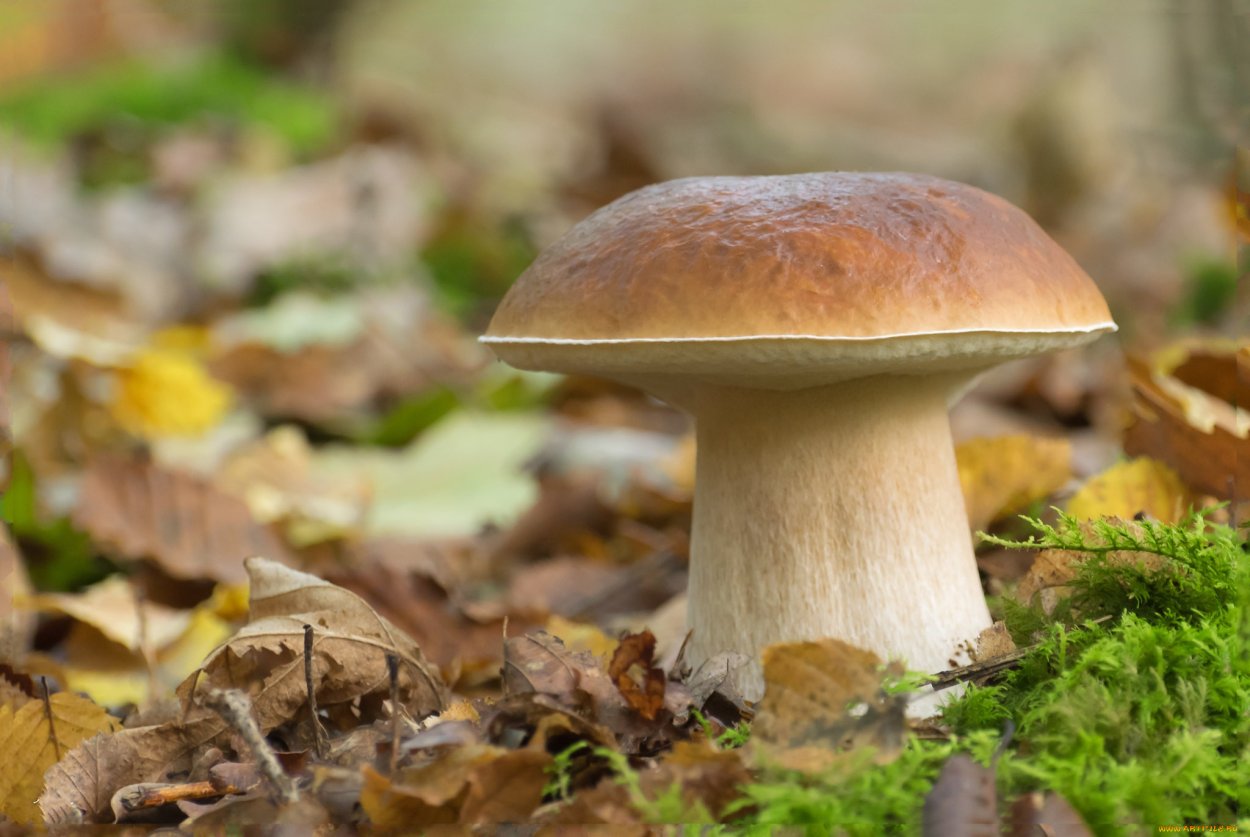 Листопадник гриб