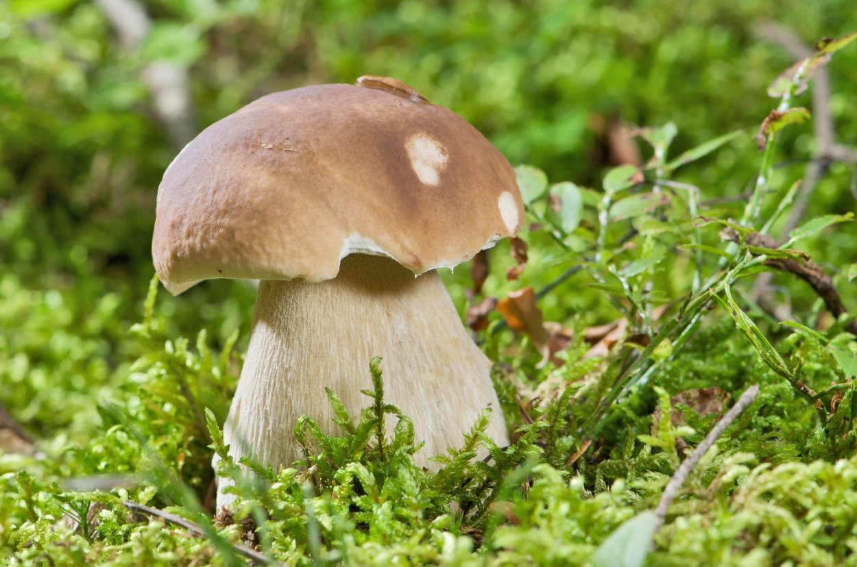 Осень картинки на рабочий стол широкоформатные