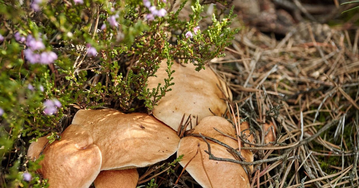 Козляк (Suillus bovinus)