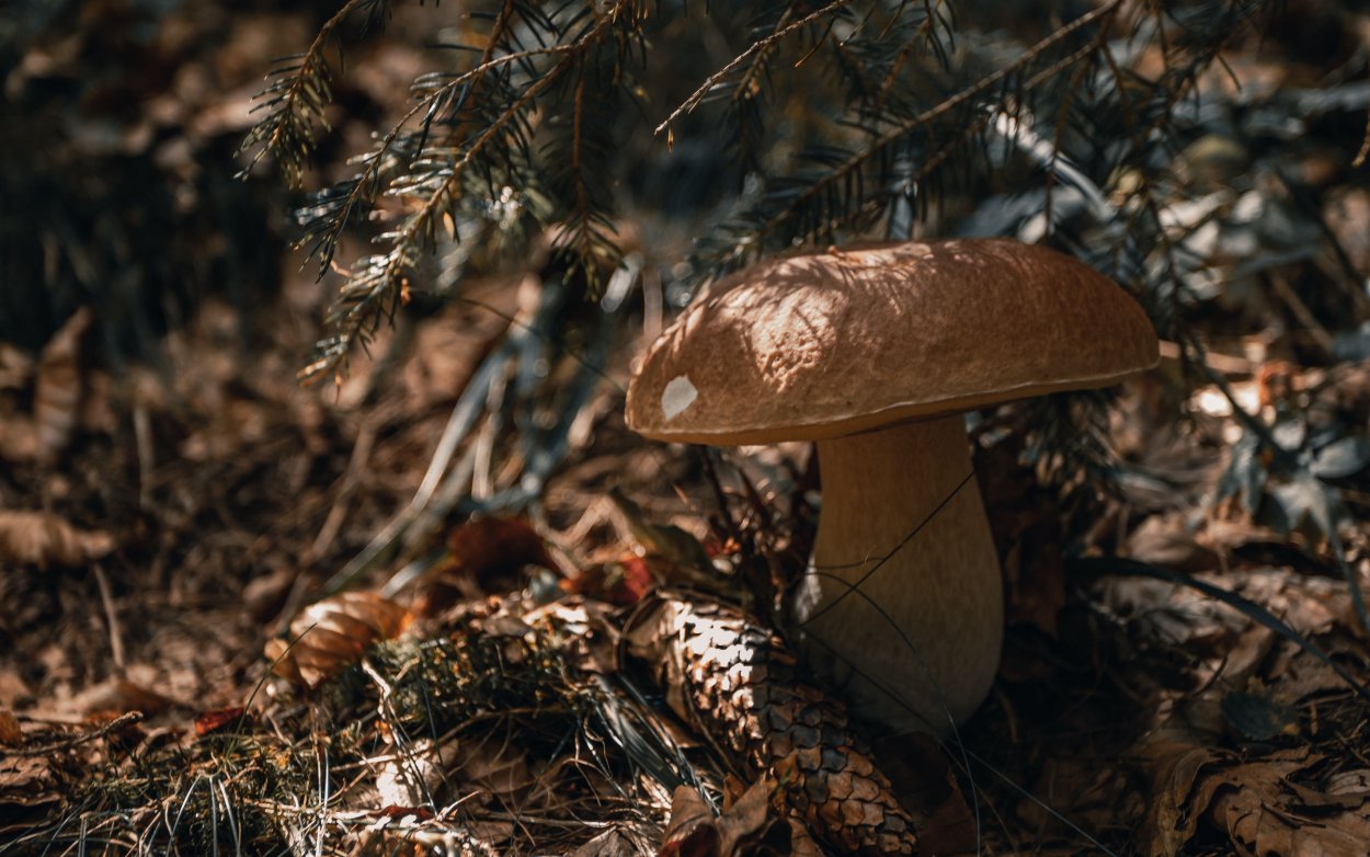 Gyroporus ammophilus