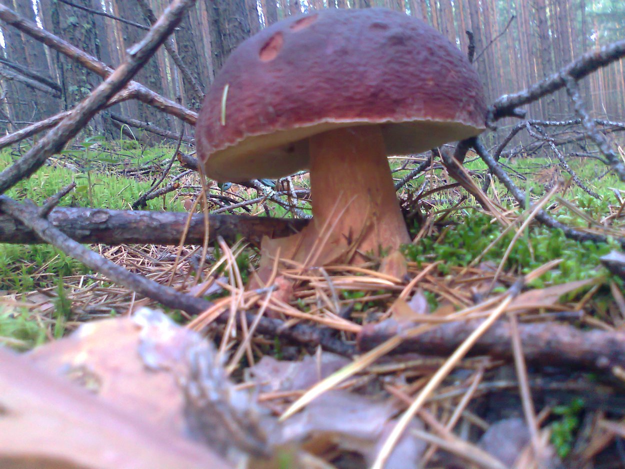 Обучающие карточки. Грибы