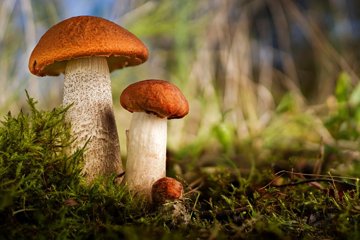 Грибы Красноярского края фото