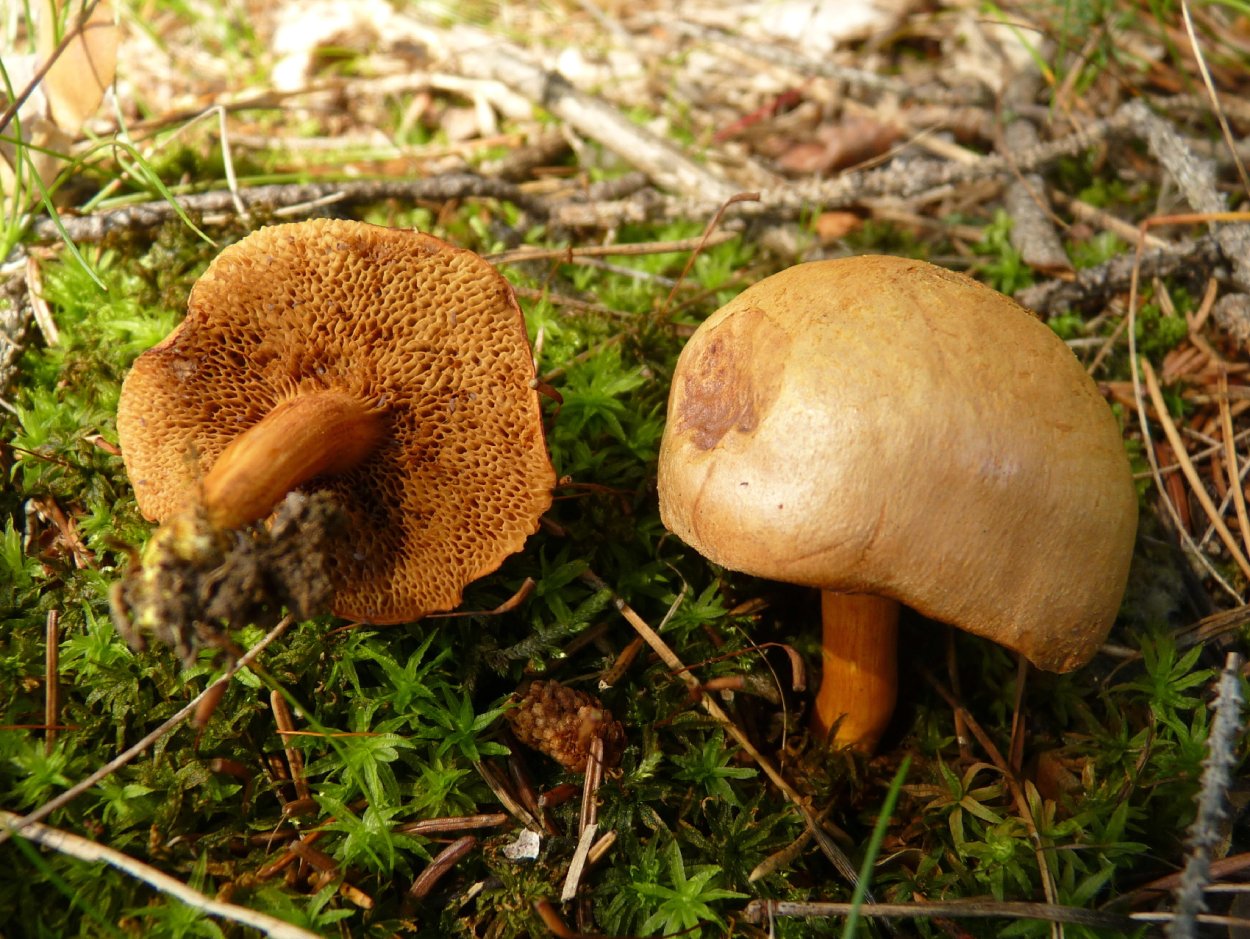 Покрывальца мухомор