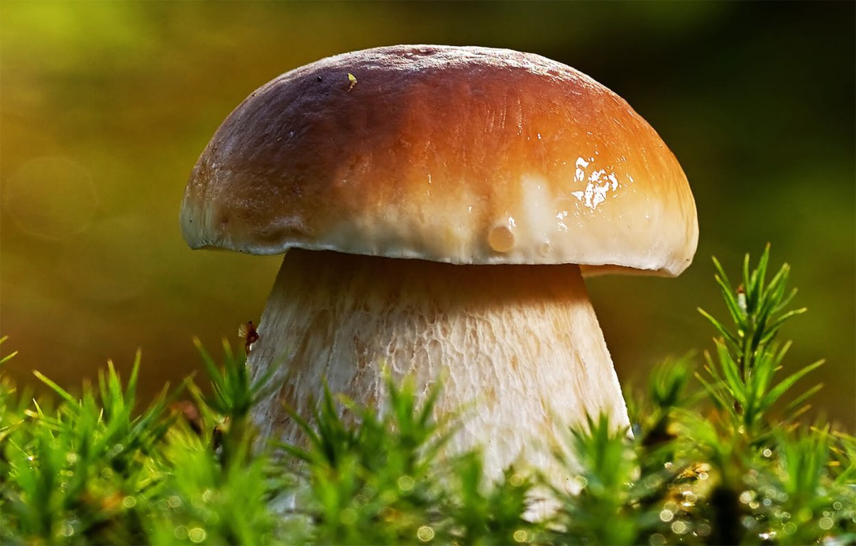 Грибы под снегом фото