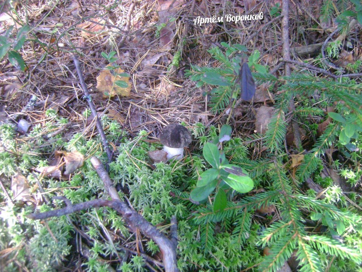 Clitocybe Gibba