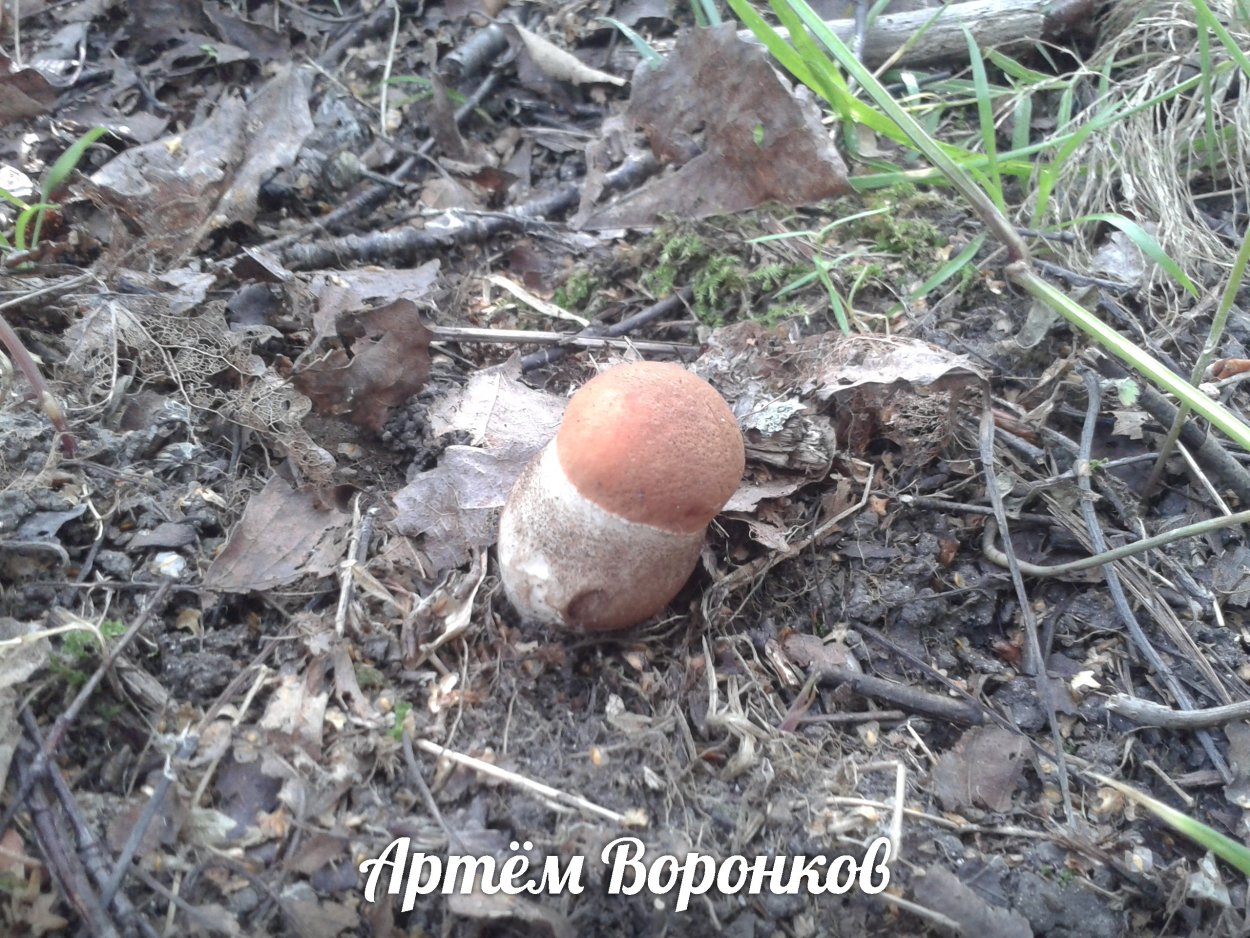 Оранжевый гриб с воронкой