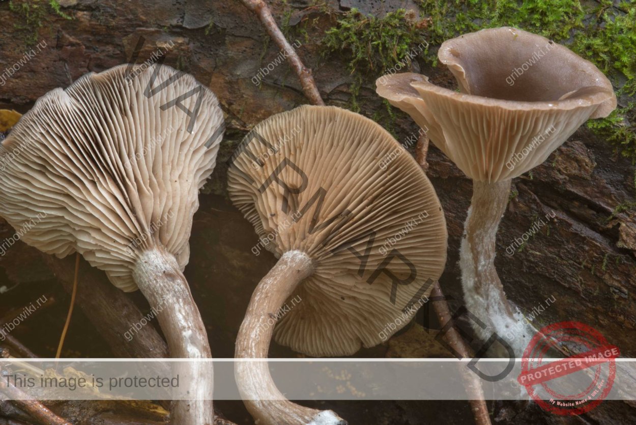 Clitocybe geotropa