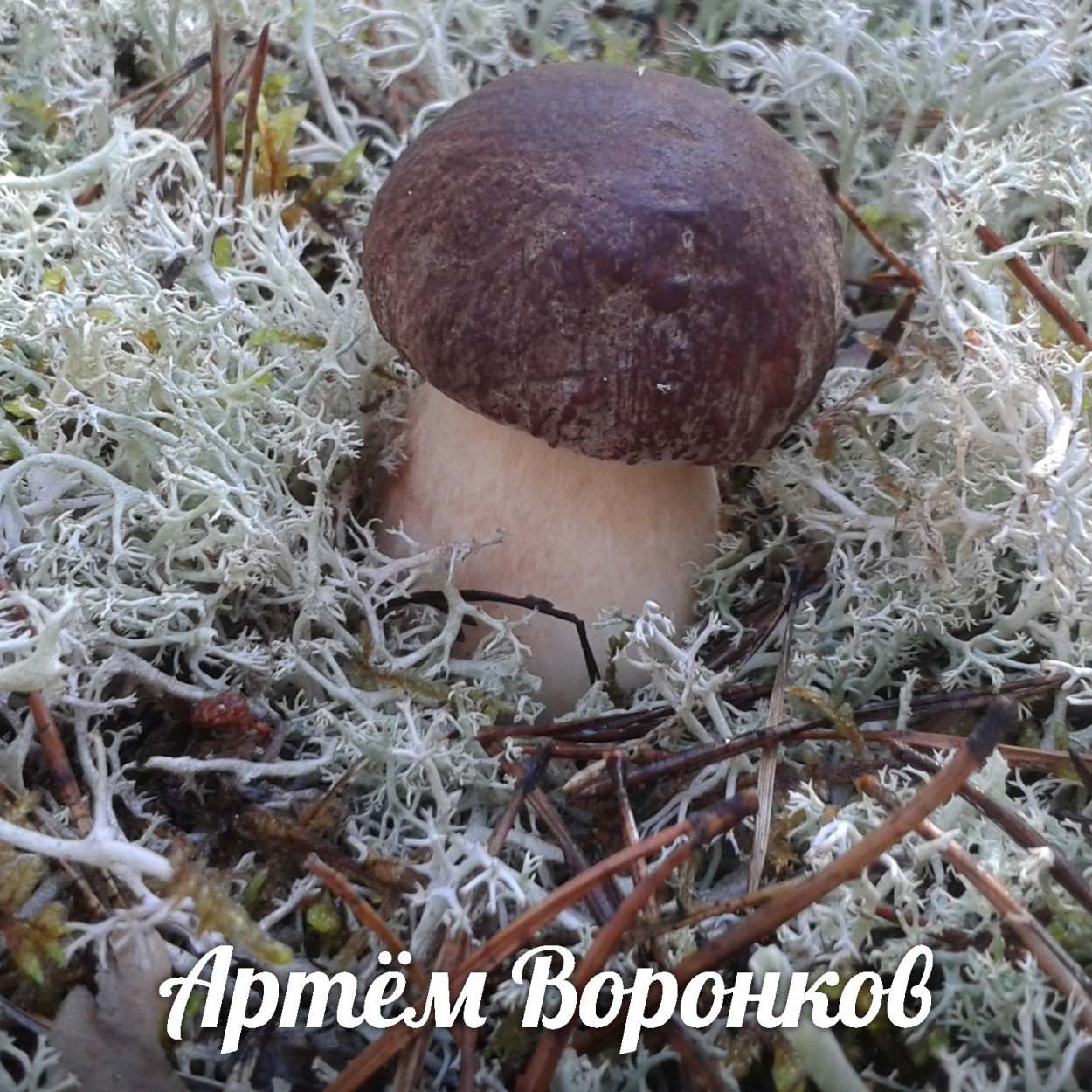 Грибы Ямало Ненецкого автономного округа