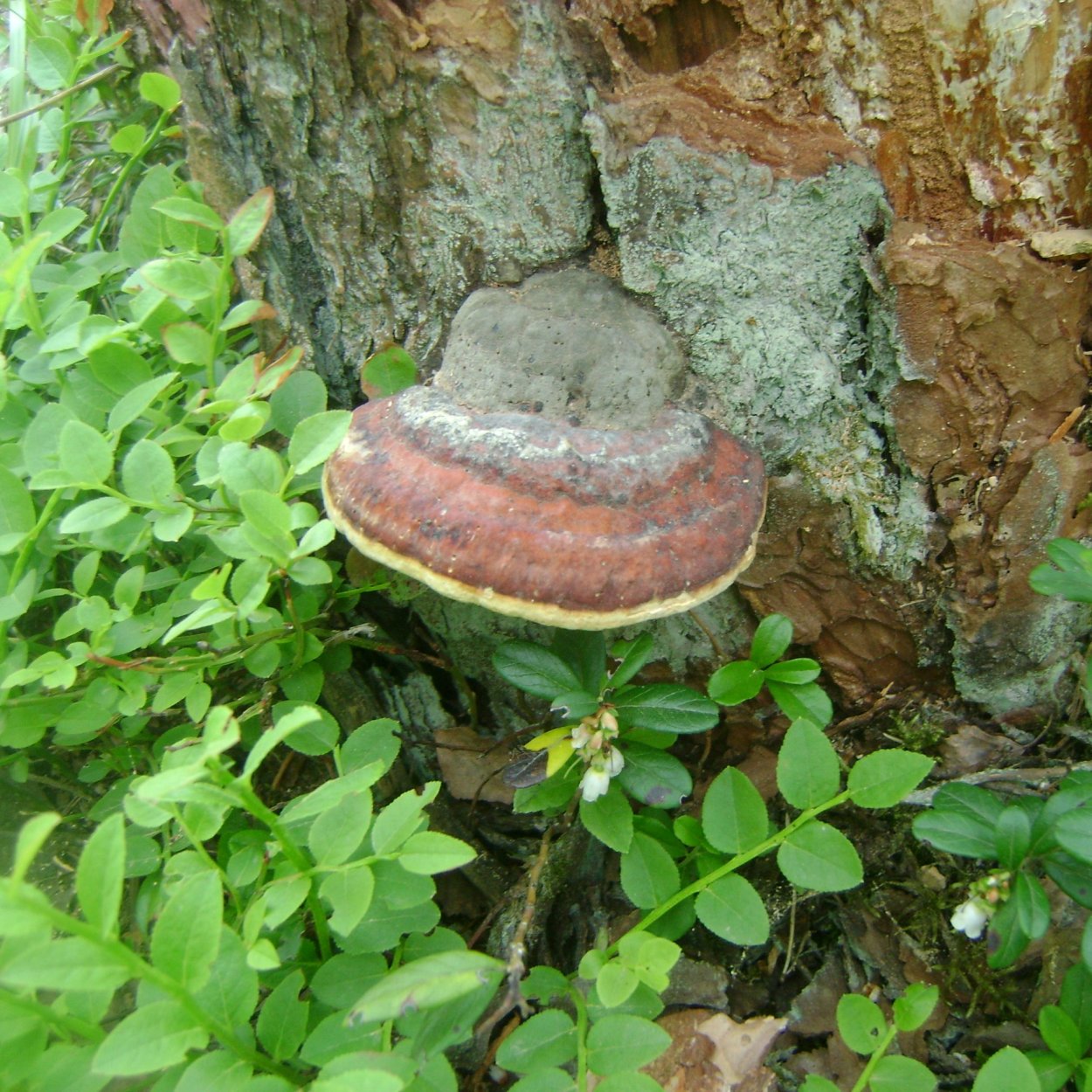 Говорушка ворончатая (Clitocybe Gibba)