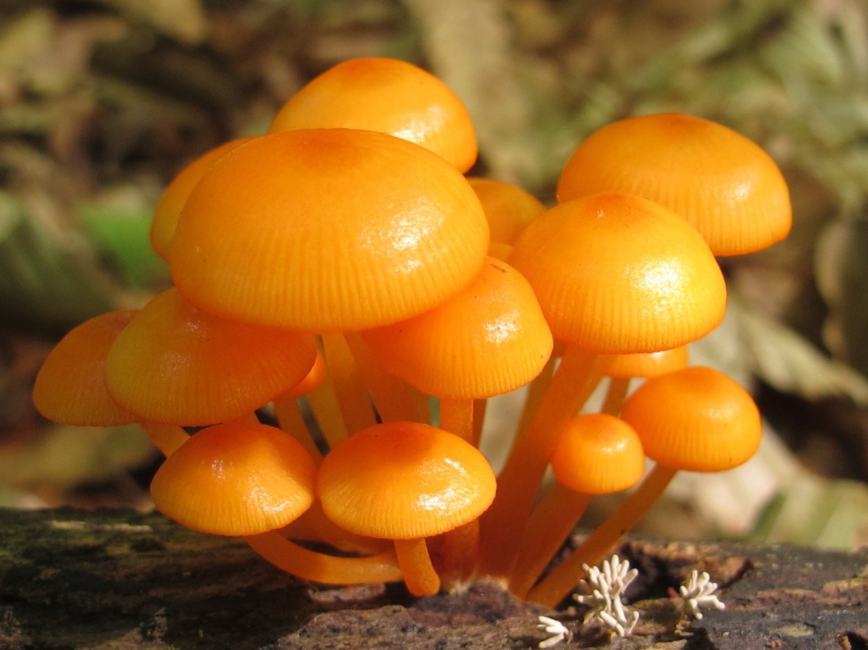 Mycena leaiana