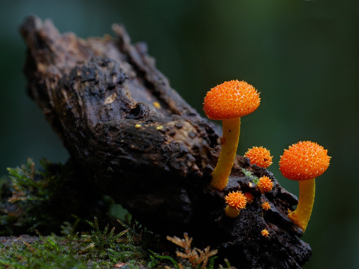 Лерациомицес (leratiomyces)