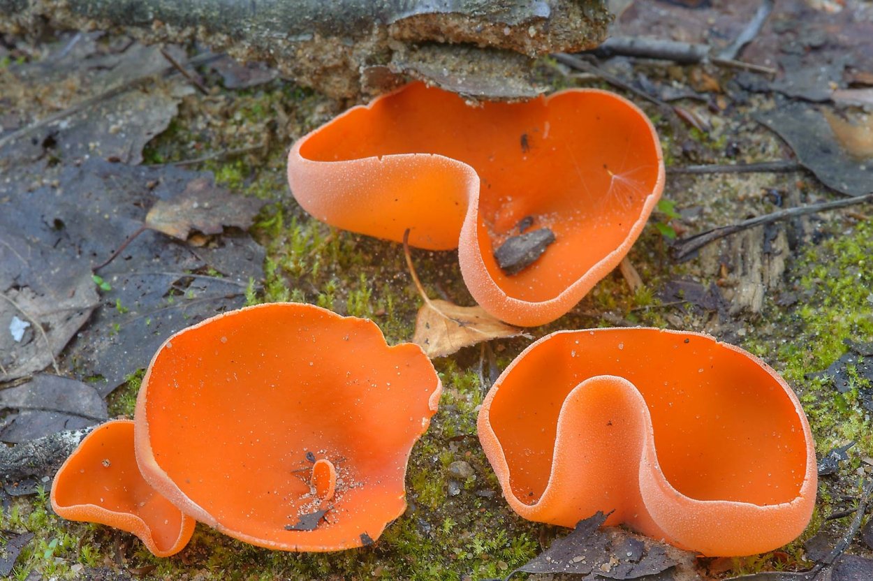 Orange Peel fungus гриб