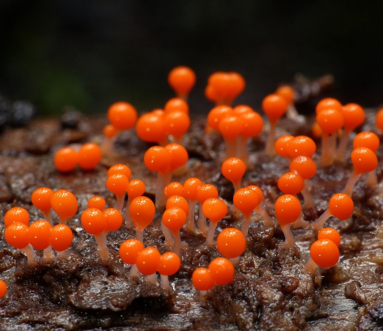 Hemitrichia calyculata