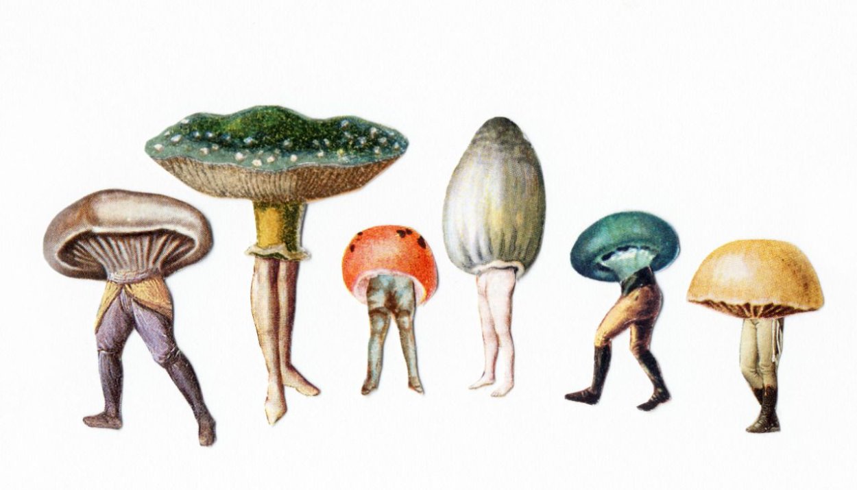 Psilocybe semilanceata рисунок