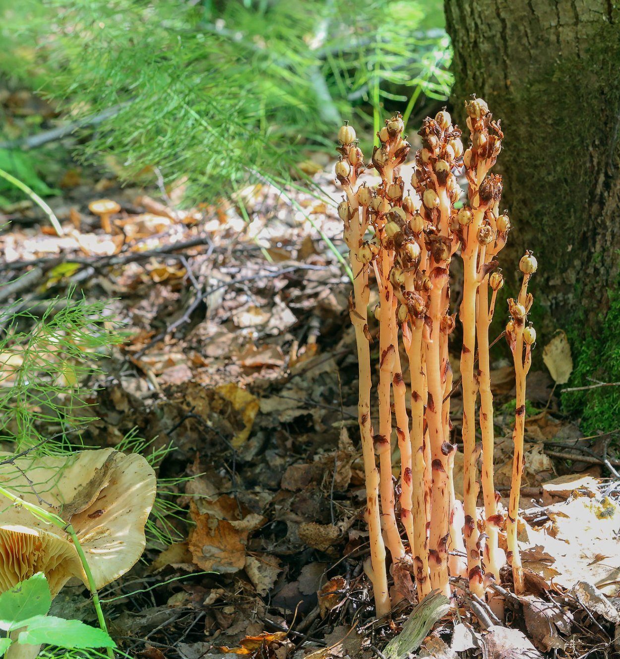 Подъельник (Monotropa)