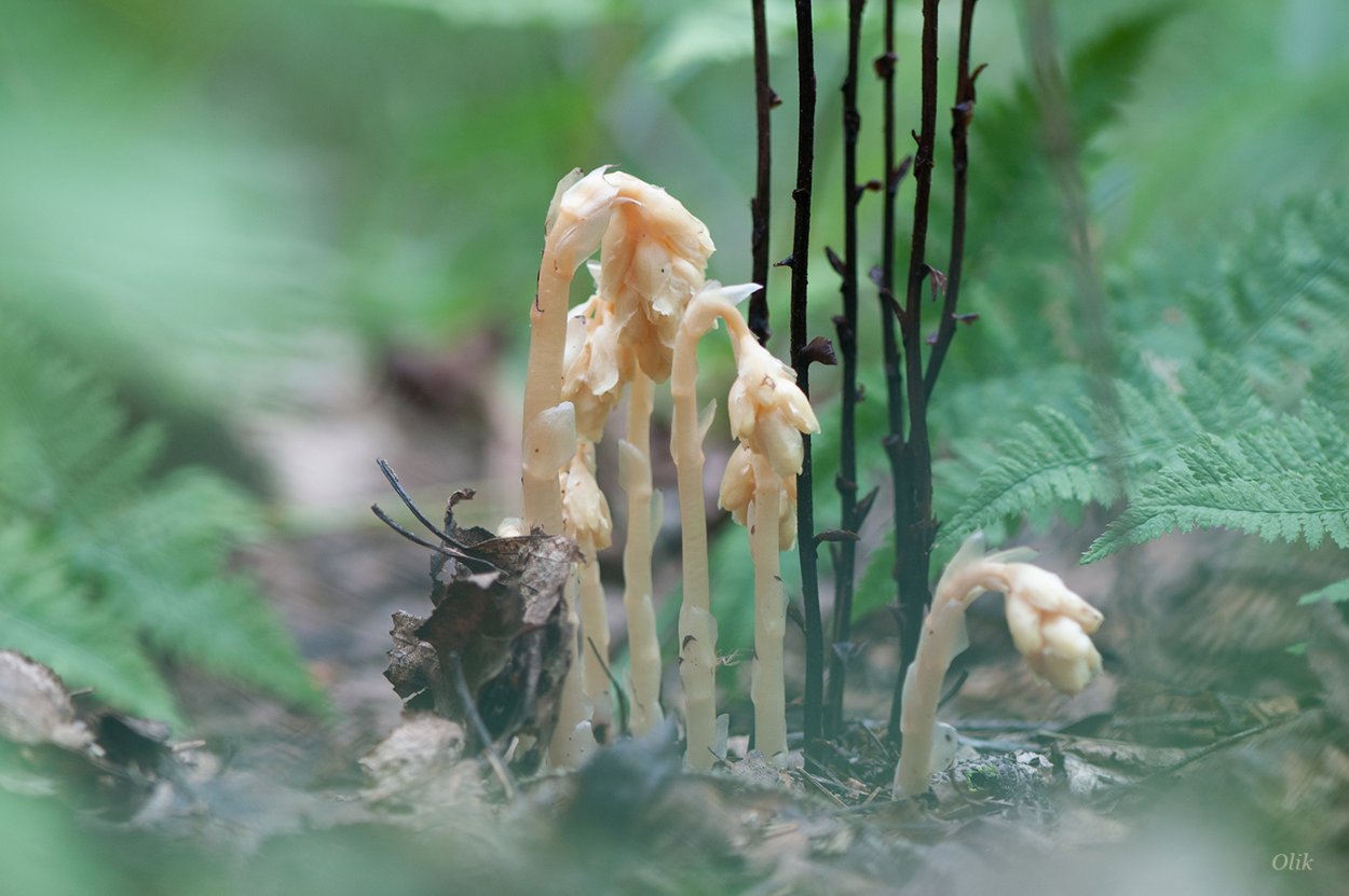 Подъельник обыкновенный Monotropa Hypopitys