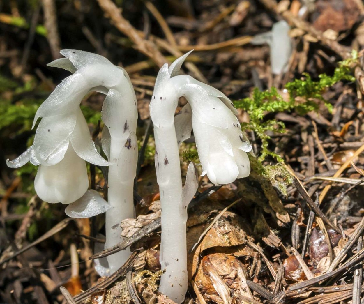 Подъельник одноцветковый (Monotropa uniflora)