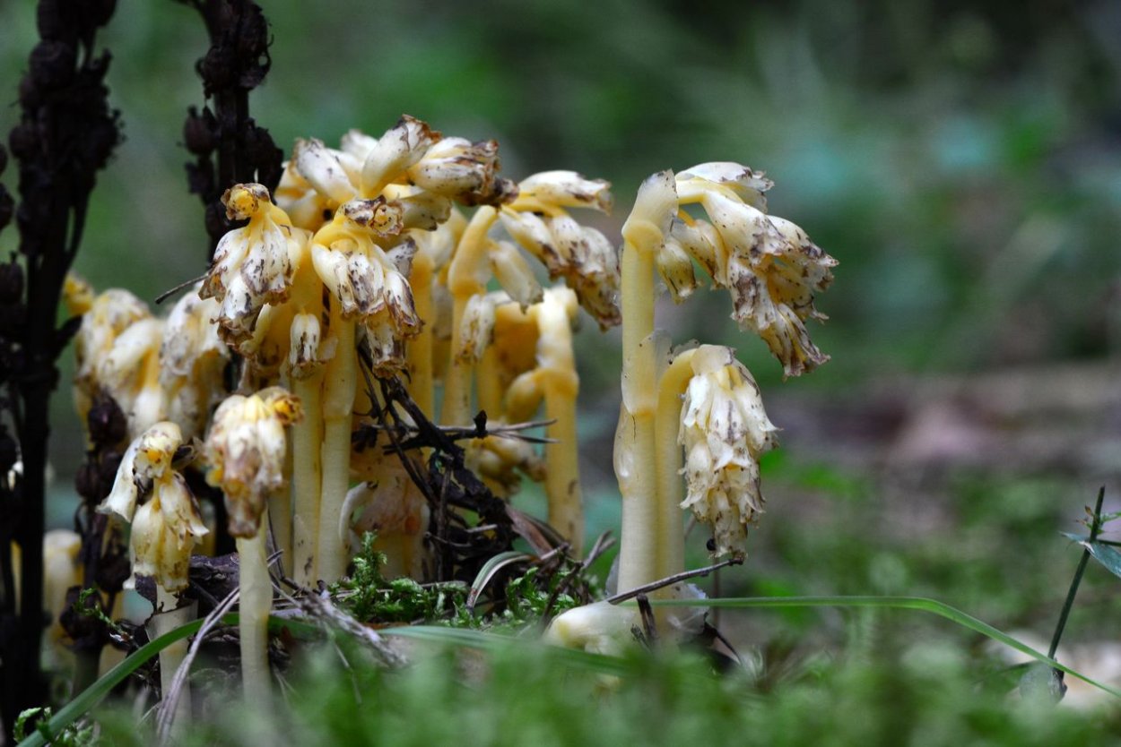 Monotropa Hypopitys