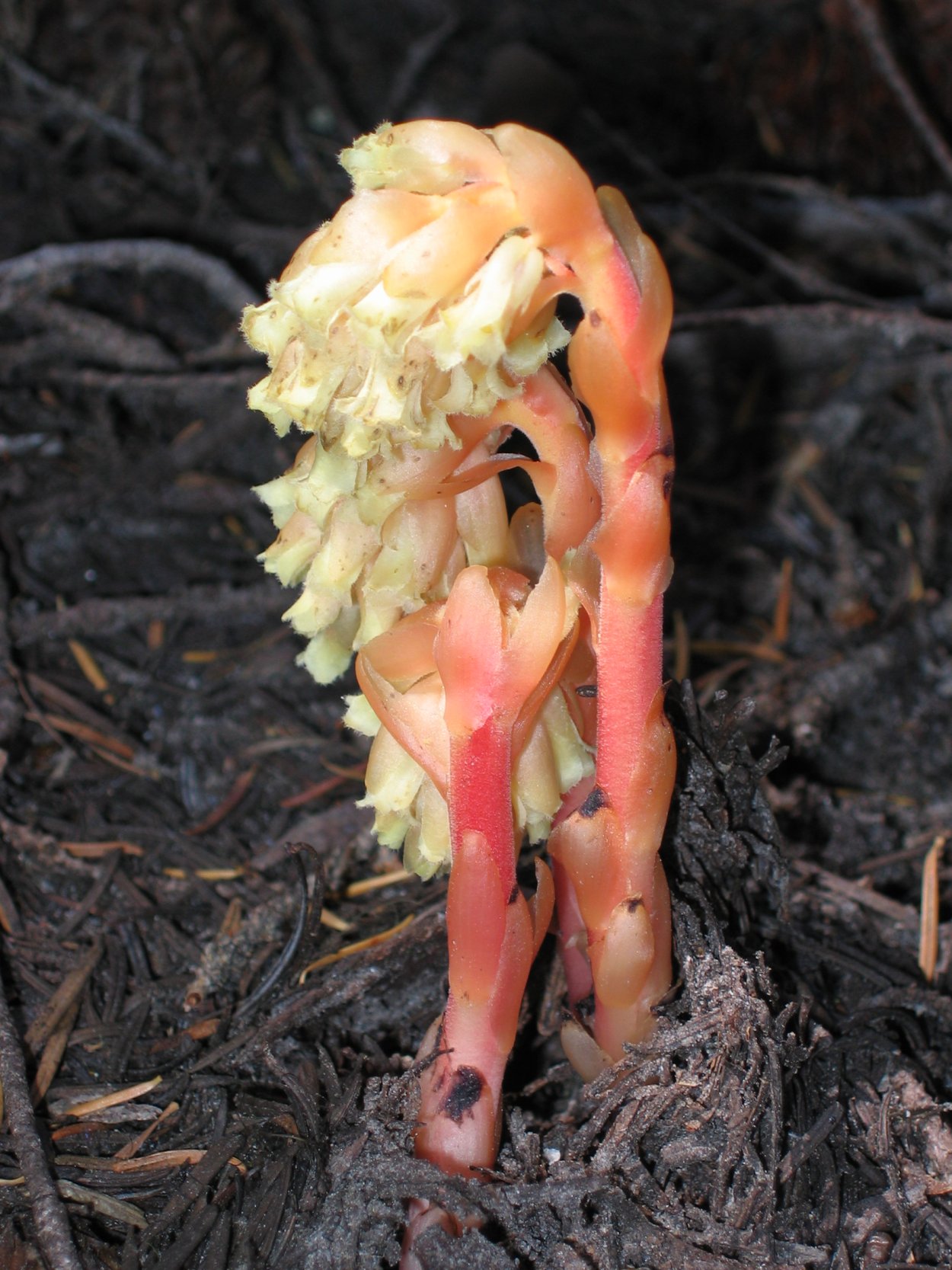 Подъельник одноцветковый (Monotropa uniflora)